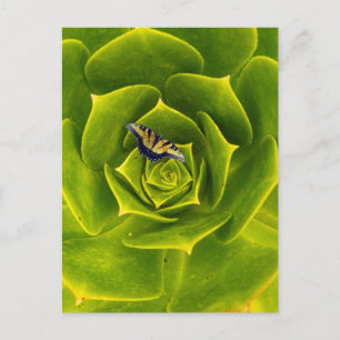 Eastern tiger swallowtail butterfly postcard