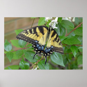 Eastern Tiger Swallowtail Butterfly Poster