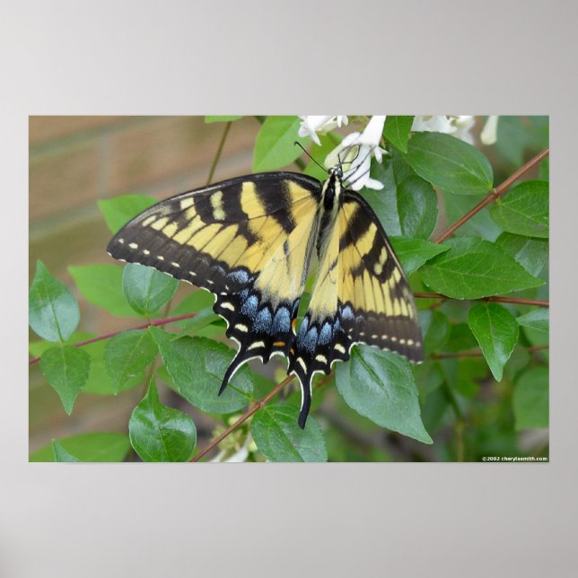 Eastern Tiger Swallowtail Butterfly Poster (Front)