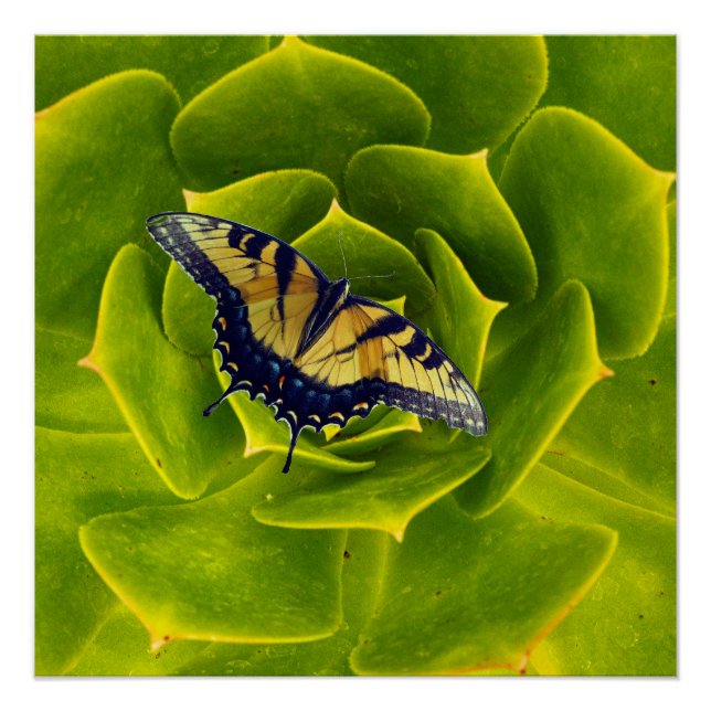 Eastern tiger swallowtail butterfly poster (Front)