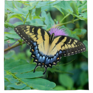 Eastern Tiger Swallowtail Butterfly Shower Curtain