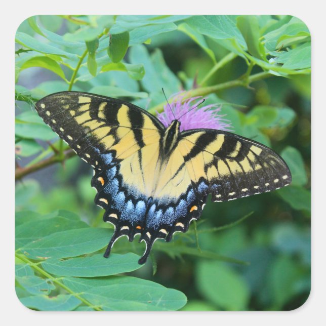 Eastern Tiger Swallowtail Butterfly Square Sticker (Front)