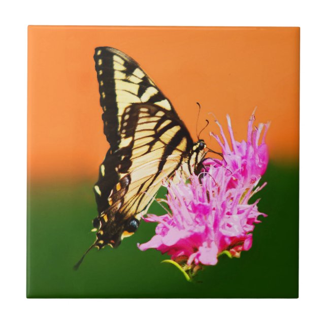 Eastern Tiger Swallowtail Butterfly Tile (Front)