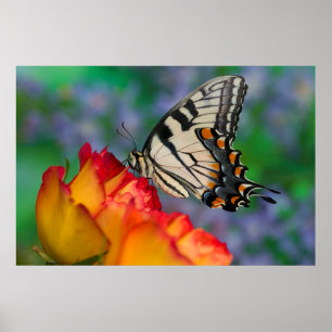 Eastern Tiger Swallowtail on a Rose Poster