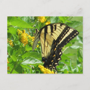 Eastern Tiger Swallowtail Postcard