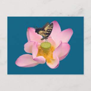 Eastern Tiger Swallowtail Postcard