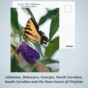 Eastern Tiger Swallowtail State Butterfly Photo Postcard