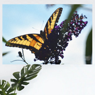 Eastern Tiger Swallowtail Stretched Canvas Print