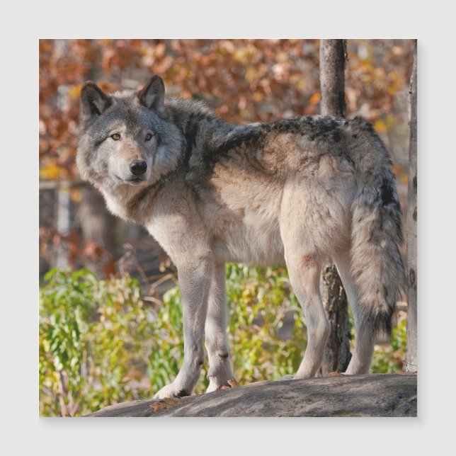 Eastern Timber Wolf  (Front)
