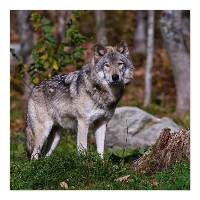 Eastern Timber Wolf Photo Print (Front)