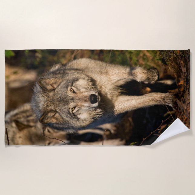 Eastern Timber Wolves  Beach Towel (Front)