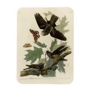 Eastern Whip-poor-will, Audubon's Birds of America Magnet