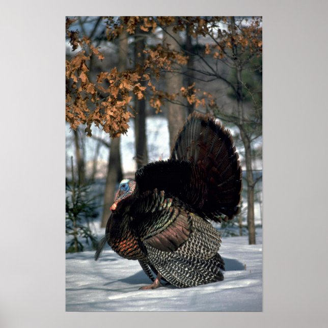 Eastern wild turkey, big gobbler strutting in snow poster (Front)