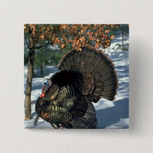 Eastern wild turkey, huge gobbler in full strut 15 cm square badge