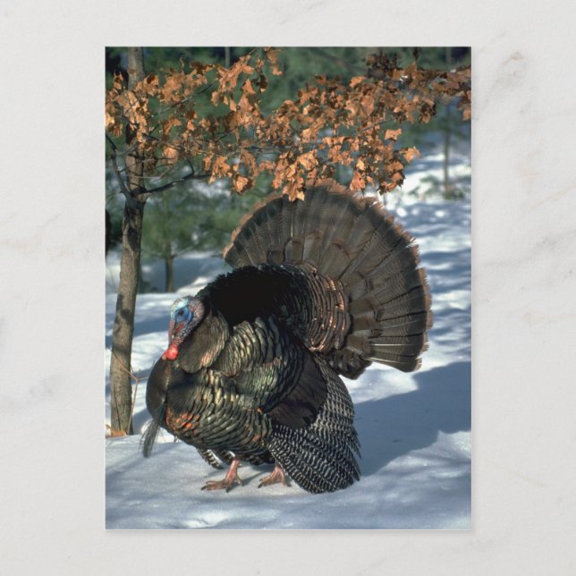 Eastern wild turkey, huge gobbler in full strut postcard (Front)