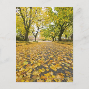 Eastmoreland In Autumn road and tree view Postcard