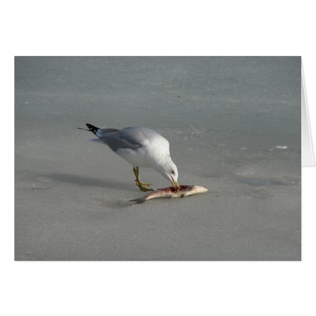 Eat Fish (Front Horizontal)