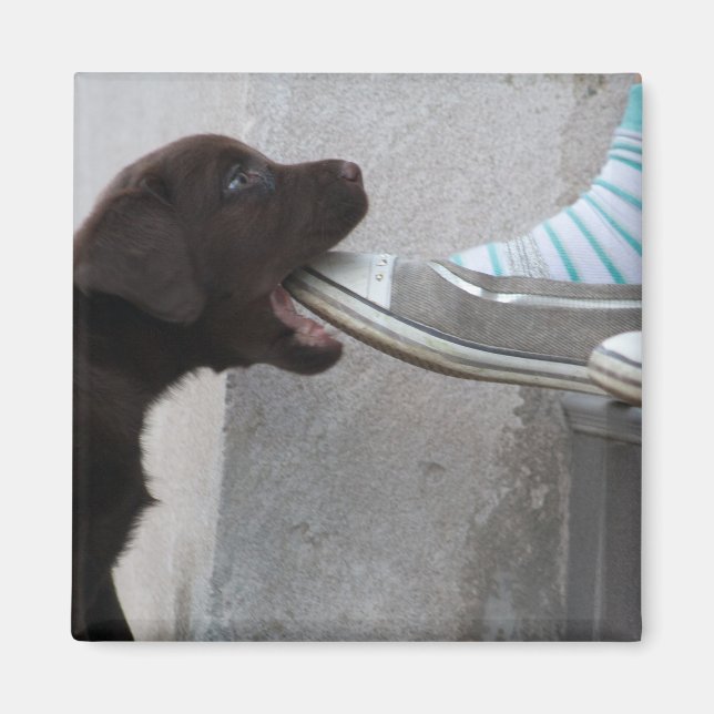 Eat My Shoe! Labrador Puppy Magnet (Front)