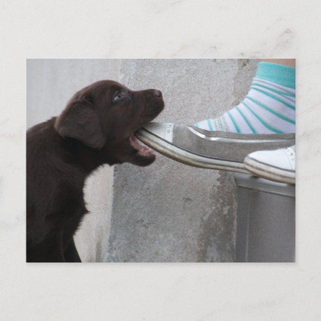 Eat My Shoe! Labrador Puppy Postcard (Front)