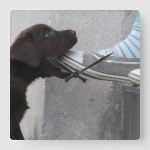 Eat My Shoe! Labrador Puppy Square Wall Clock