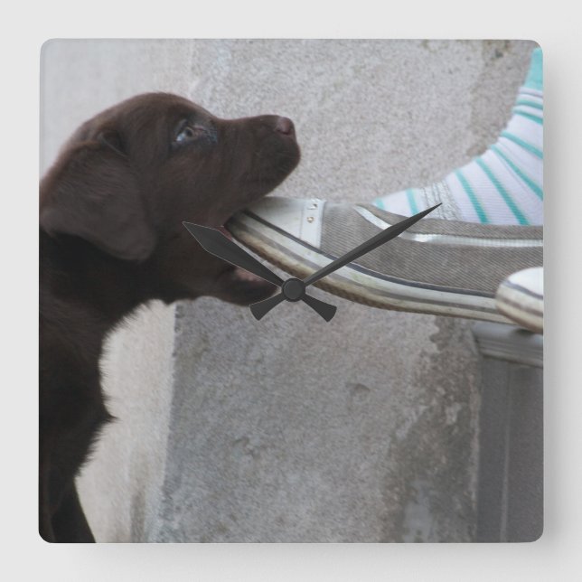 Eat My Shoe! Labrador Puppy Square Wall Clock (Front)