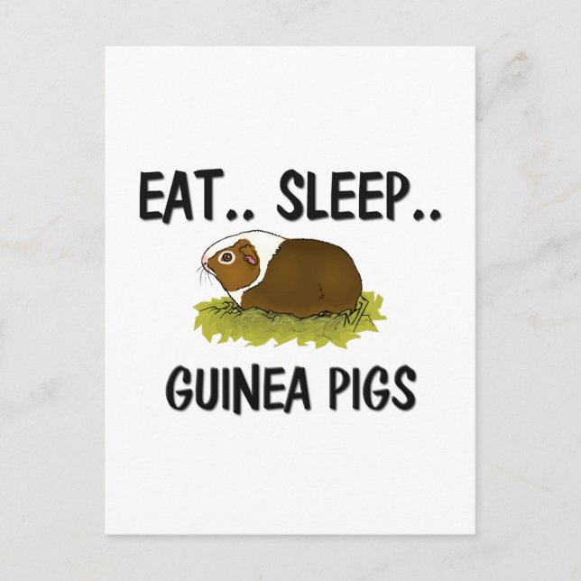 Eat Sleep GUINEA PIGS Postcard (Front)