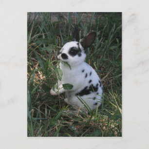 Eating Greens Postcard