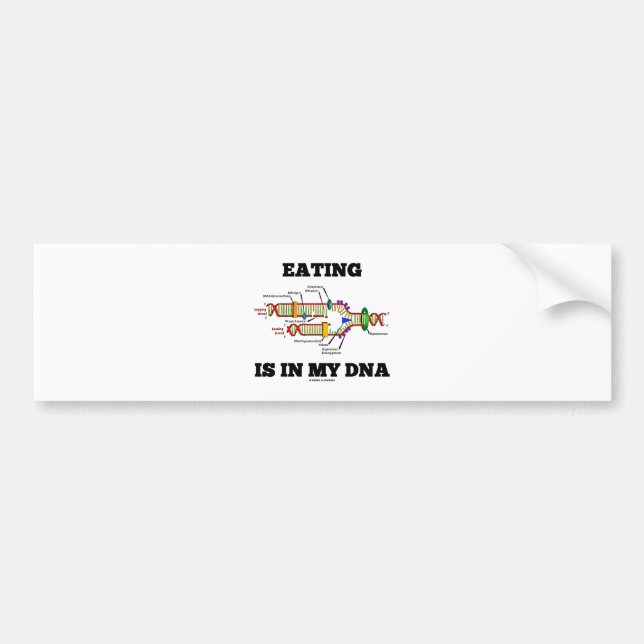 Eating Is In My DNA (DNA Replication Humour) Bumper Sticker (Front)
