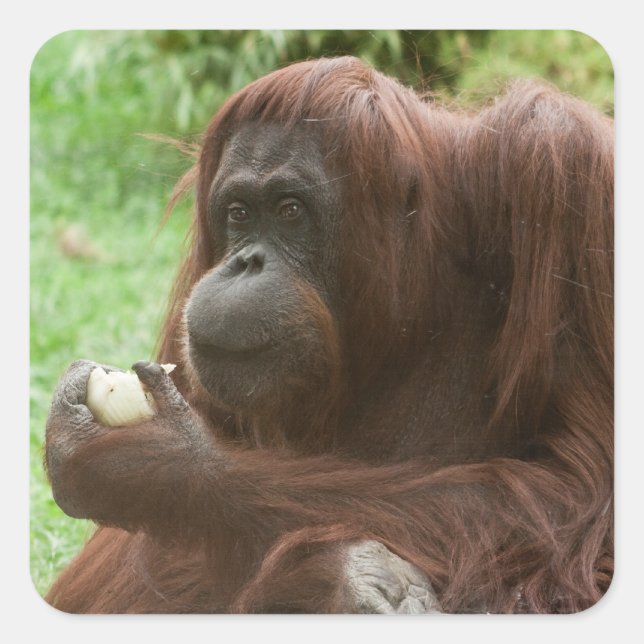 Eating Orangutan Square Sticker (Front)