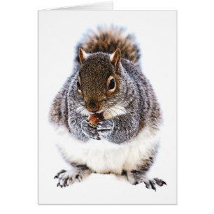 Eating Squirrel