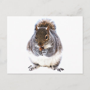 Eating Squirrel Postcard