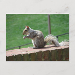 Eating Squirrel Postcard