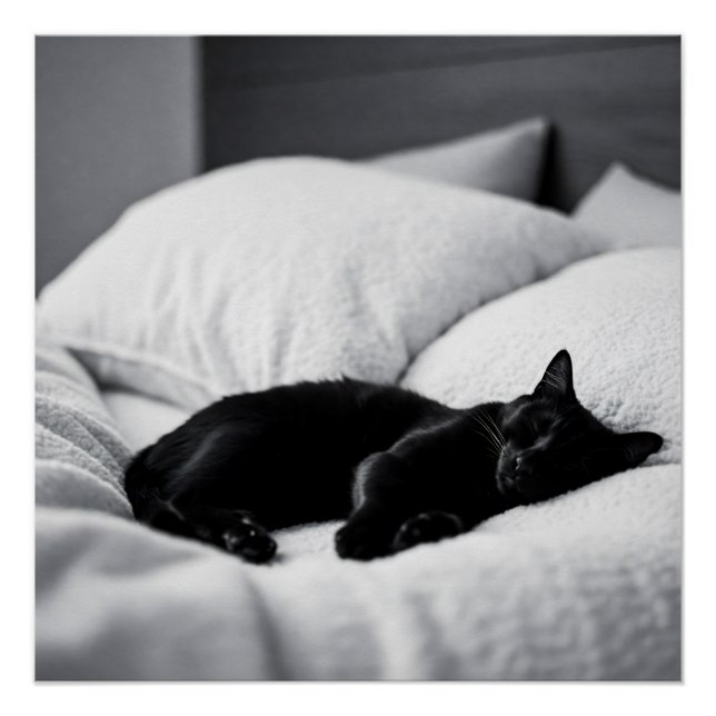 Ebony Dreams: Feline Comfort and Charm Poster (Front)
