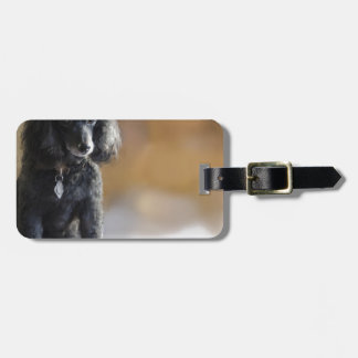 Ebony Luggage Tag