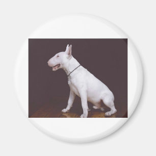 EBT MAGNET