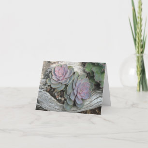 Ecehveria Succulent Note Card