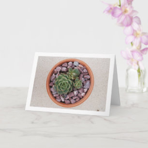 Echeeria Purpusorum, Succulent Plant Card