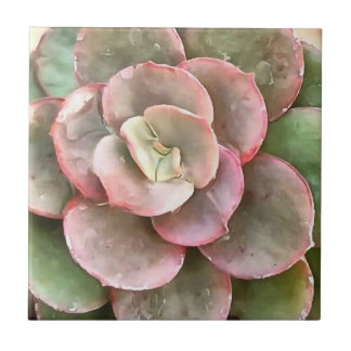 Echeveria Cactus Succulent Acrylic Painting Tile