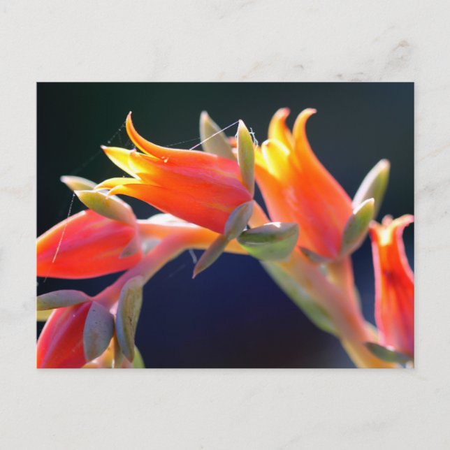 Echeveria hen and chicks flowers postcard (Front)