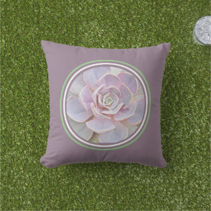 Echeveria "rose" Succulent/ pinkish-grey-green Cushion