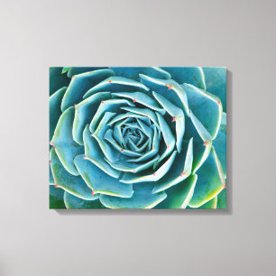 Echeveria Rosette, Secret Garden of Marrakech Canvas Print