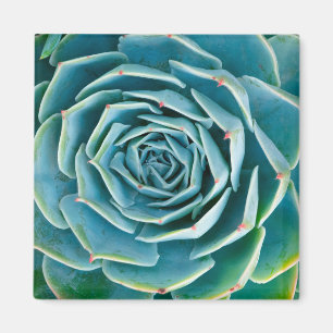 Echeveria Rosette, Secret Garden of Marrakech Magnet