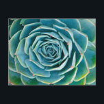 Echeveria Rosette, Secret Garden of Marrakech Postcard<br><div class="desc">Echeveria rosette (Echeveria elegans),  a semi-desert succulent plant native to Mexico,  Secret Garden of Marrakech,  Medina of Marrakech,  Mouassine neighbourhood,  Morocco.</div>