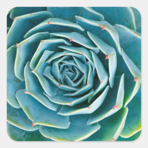 Echeveria Rosette, Secret Garden of Marrakech Square Sticker