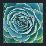 Echeveria Rosette, Secret Garden of Marrakech Square Wall Clock<br><div class="desc">Echeveria rosette (Echeveria elegans),  a semi-desert succulent plant native to Mexico,  Secret Garden of Marrakech,  Medina of Marrakech,  Mouassine neighbourhood,  Morocco.</div>