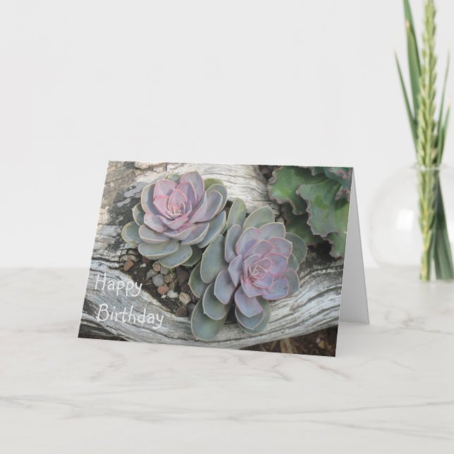 Echeveria Succulent Birthday Card (Front)
