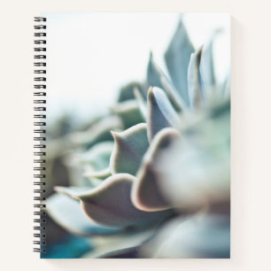 Echeveria succulent notebook