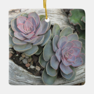 Echeveria succulent ornament