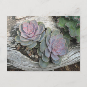 Echeveria Succulent Postcard