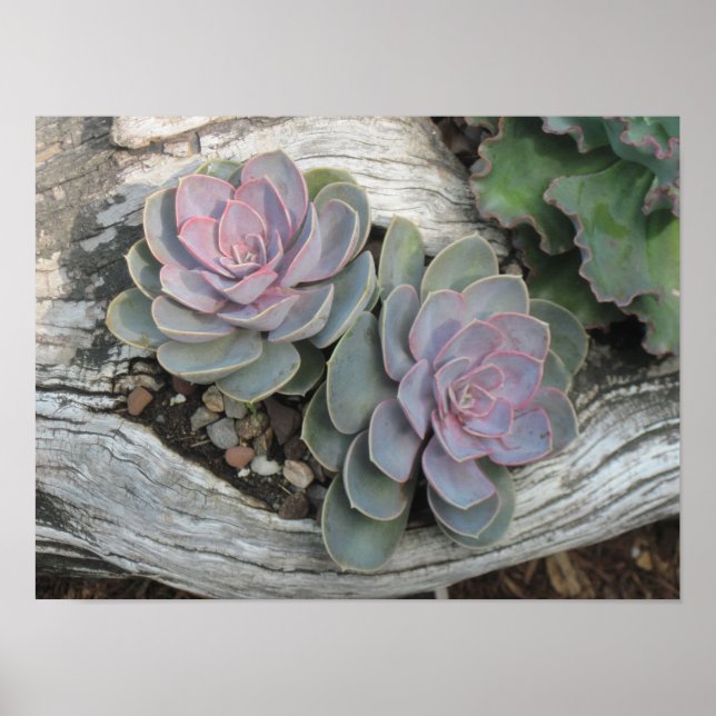 Echeveria Succulent Poster (Front)